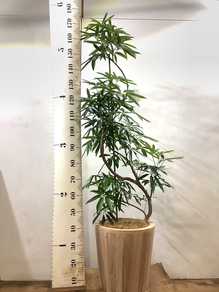 観葉植物 シェフレラ アンガスティフォリア 10号 曲り ウッド