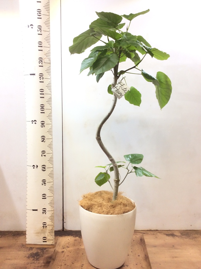 観葉植物 フィカス ウンベラータ 10号 曲り ビアスアルトエッグ 白 付き 観葉植物 フィカス ウンベラータ 10号 曲がり ビアスアルトエッグ 白