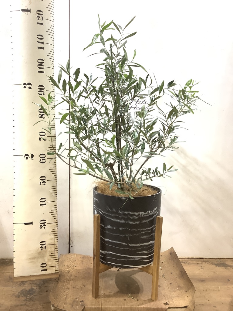 観葉植物 オリーブの木 8号 コラティーナ (コラチナ) セドナロング