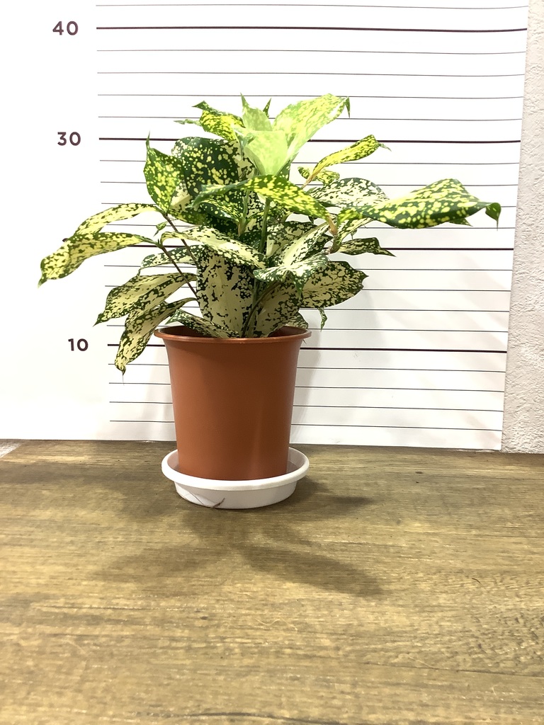 最新の激安 観葉植物 ドラセナ スルクロサ ファニータ 5号樹脂鉢 ホワイト 受け皿付き 育て方説明書付き Dracaena Surculosa Juanita スルクローサ ゴッドセフィアナ