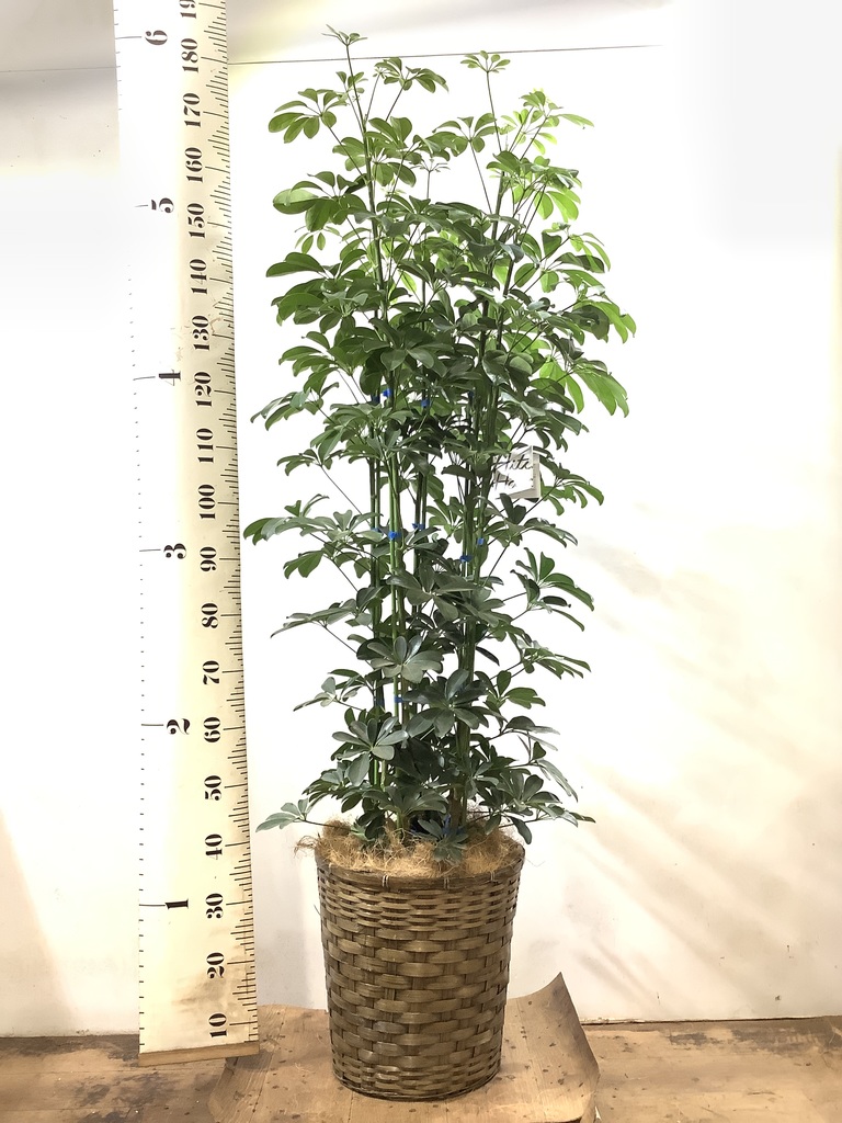 観葉植物 シェフレラ（カポック） 10号 ノーマル 竹バスケット 付き