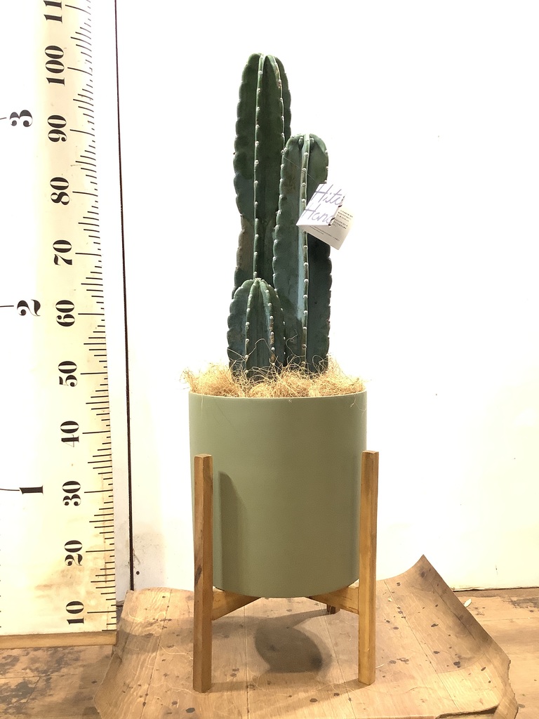 木製プランタースタンド ナチュラルミント ウォルナット 観葉植物 サボテン New Arrival