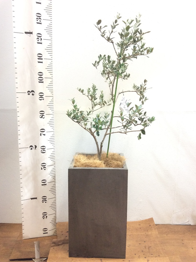 観葉植物 オリーブ 8号 マンザニロ セドナロング グレイ 付き | 観葉
