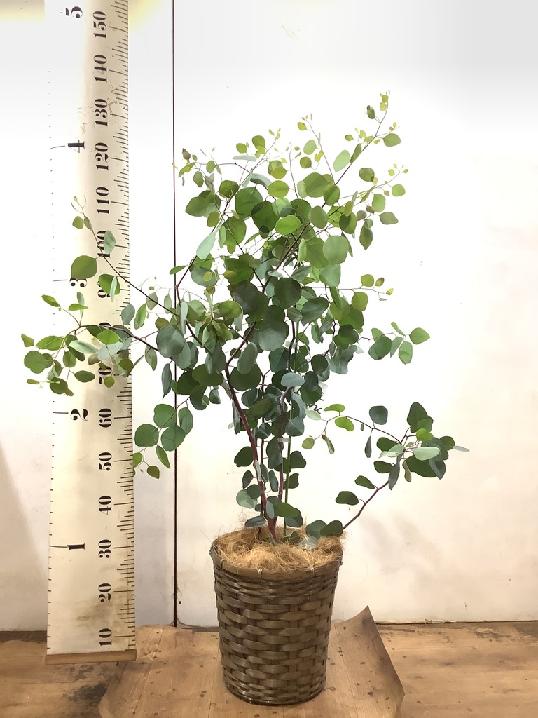 【現品】ユーカリ・ポポラス　 ポリアンセモス　ユーカリの木　８号　W5番 eucalyptus-80_1.jpg?1548798085