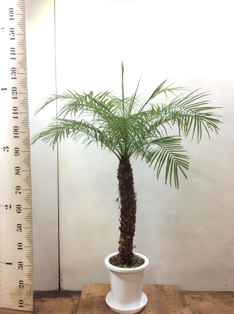 観葉植物 フェニックスロベレニー 8号 プラスチック鉢 観葉植物ならhitohana ひとはな