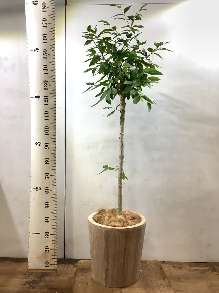 オリーブの木　260cm超え　プランターつき 楽天市場】人口樹木 ボックスプランターオリーブ 高さ1.25m【企業