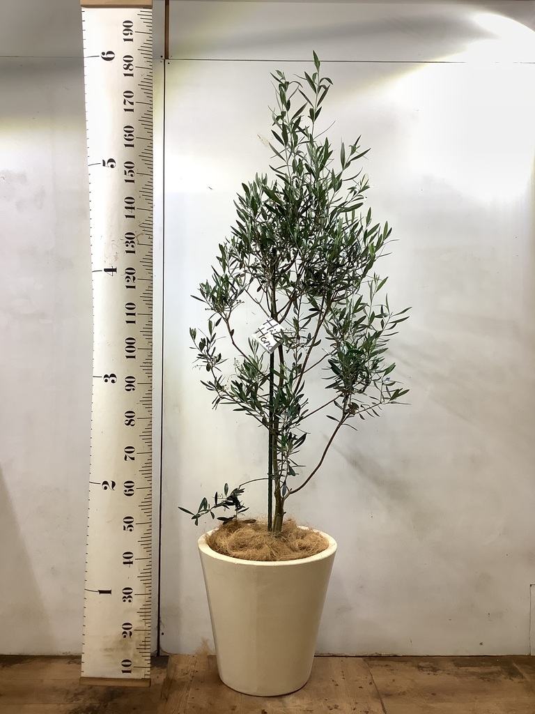 観葉植物 オリーブ 10号 チプレッシーノ エコストーンwhite 付き