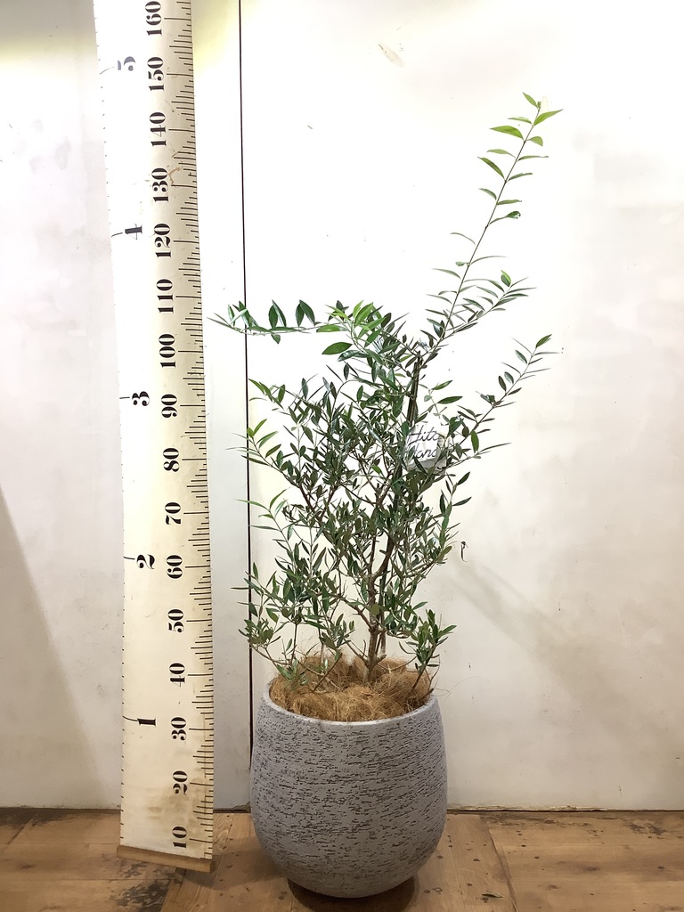 観葉植物 オリーブ 8号 コロネイキ エコストーンGray 付き | 観葉植物