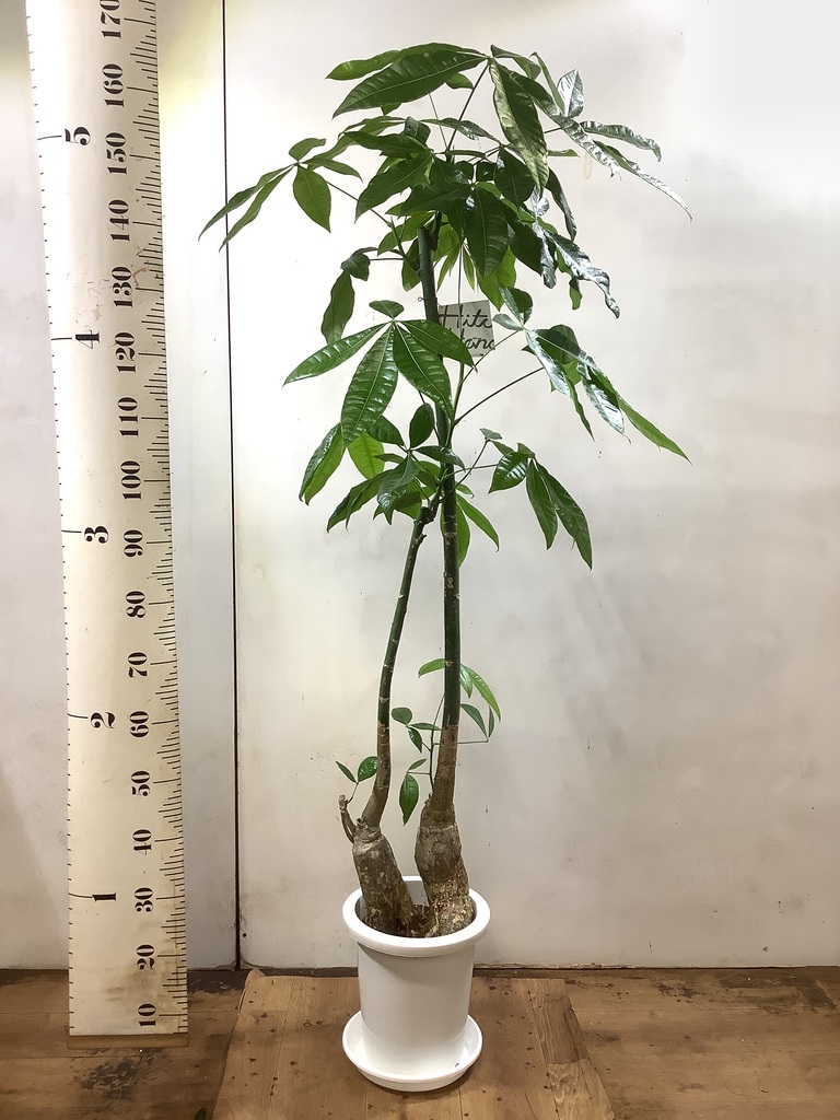 観葉植物 パキラ 8号 パラソル プラスチック鉢 | 観葉植物ならHitoHana