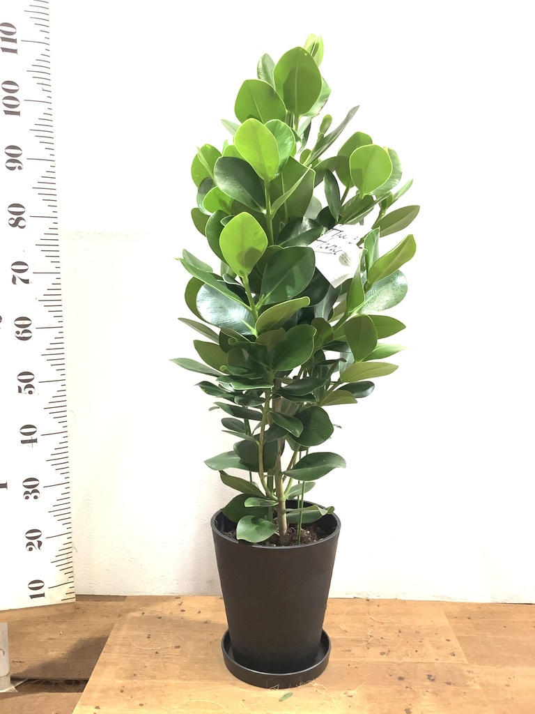 人気激安 8 6迄のお買い得 緑の芸術 観葉 Atak Com Br