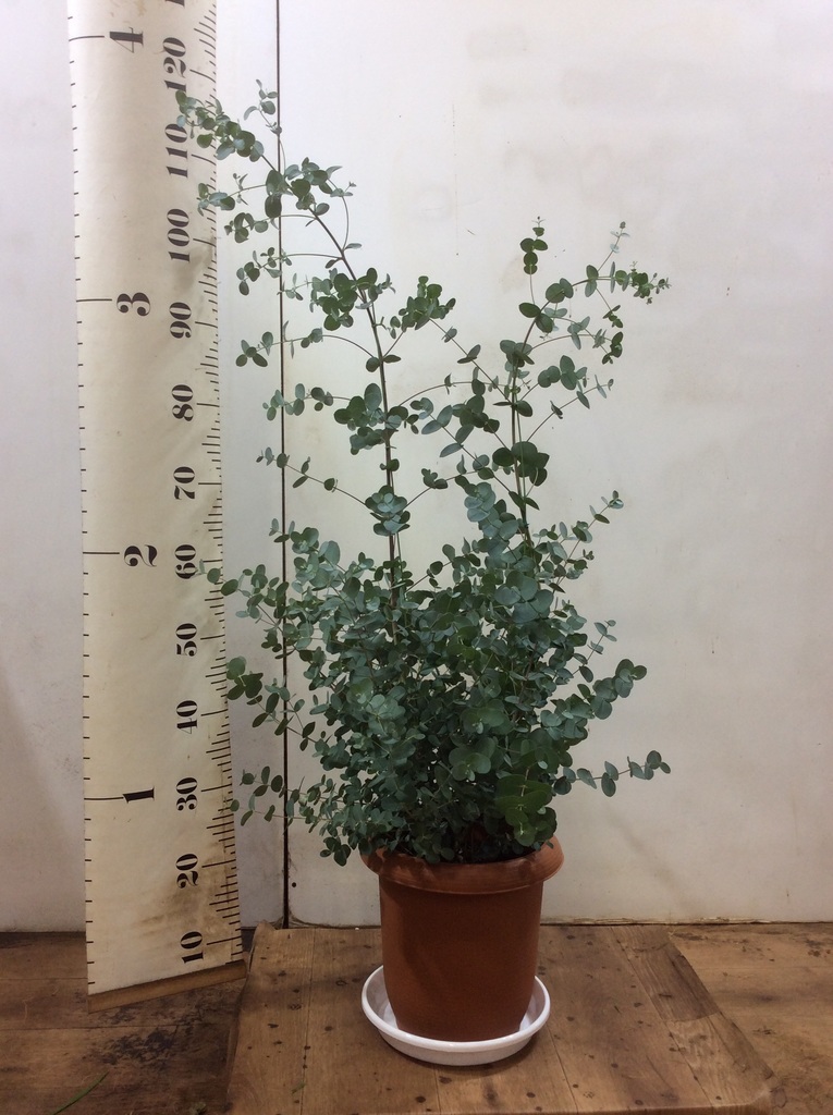 【パールリボン】ポポラス、グニー高さ150㎝前後 スモーキーホワイト パールリボン】ポポラス、グニー高さ150㎝前後 スモーキーホワイト 1