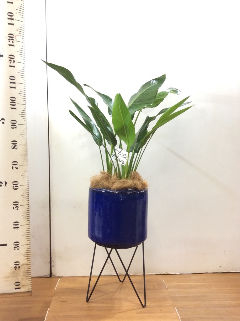 観葉植物 旅人の木 8号 プラスチック鉢 | 観葉植物ならHitoHana(ひとはな)