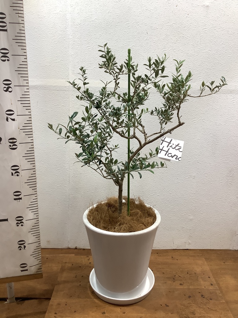 観葉植物 オリーブ 8号 マンザニロ プラスチック鉢 | 観葉植物なら