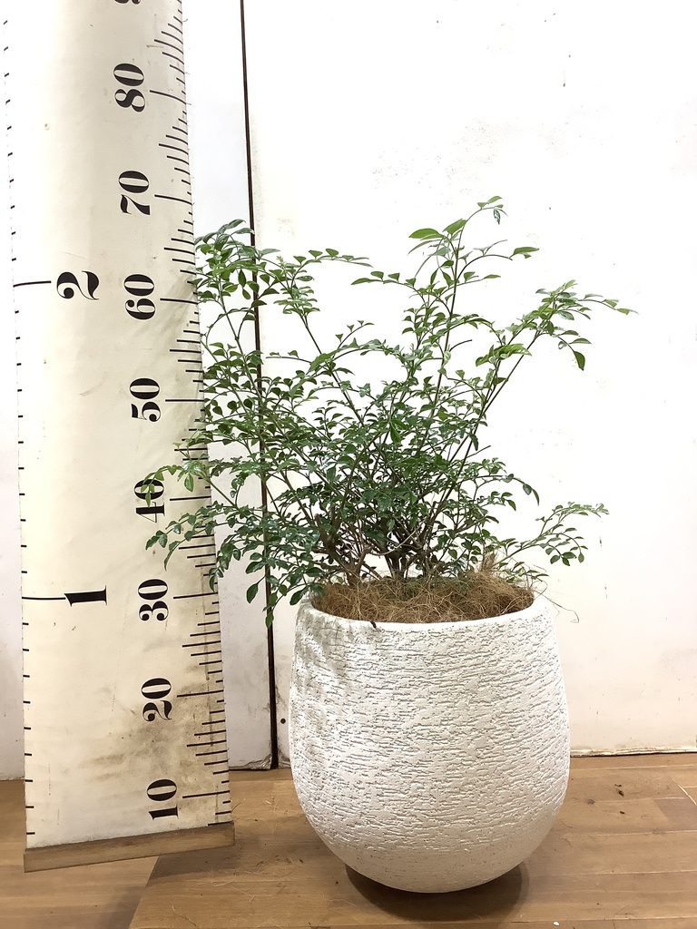 観葉植物 シマトネリコ 6号 エコストーンwhite 付き 観葉植物ならhitohana ひとはな