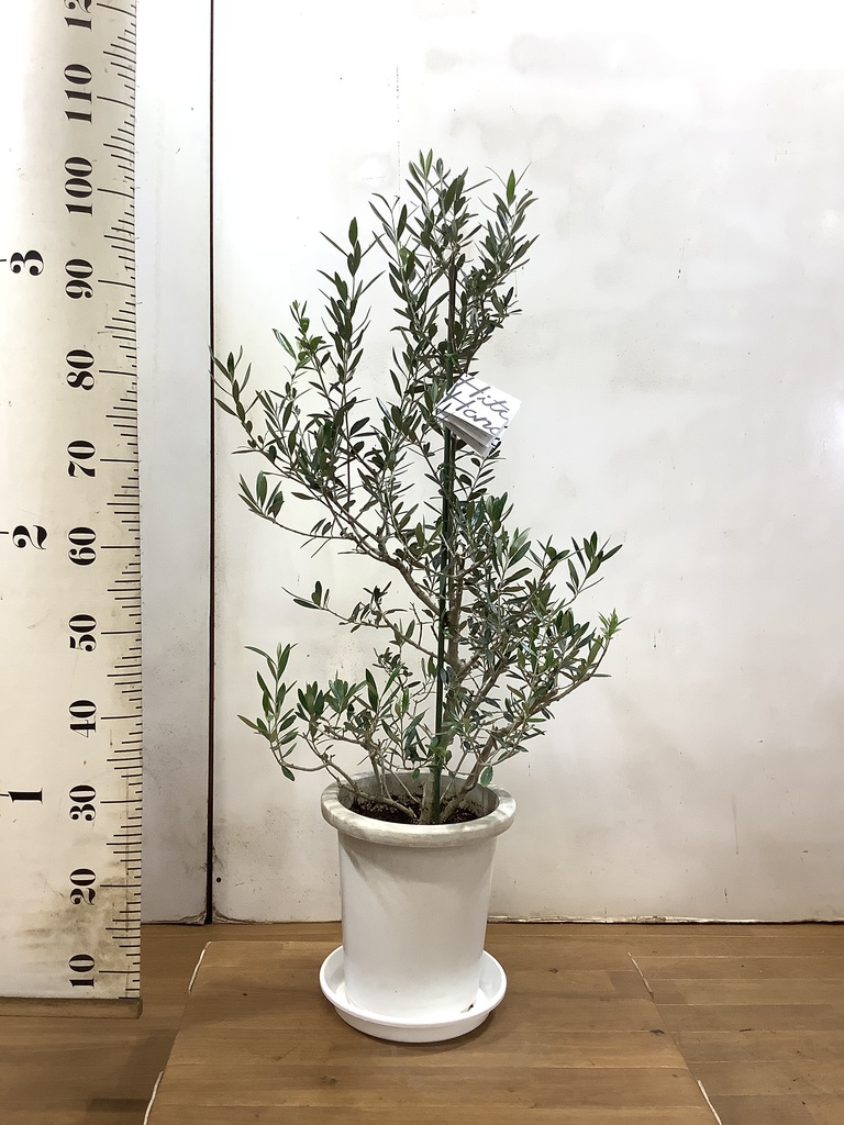 観葉植物 オリーブ 8号 コロネイキ プラスチック鉢 | 観葉植物なら