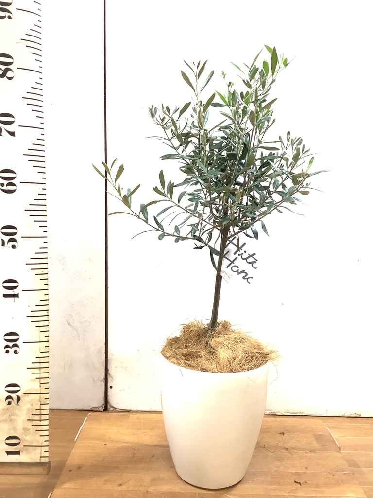 観葉植物 オリーブ 6号 創樹 プラスチック鉢 | 観葉植物ならHitoHana
