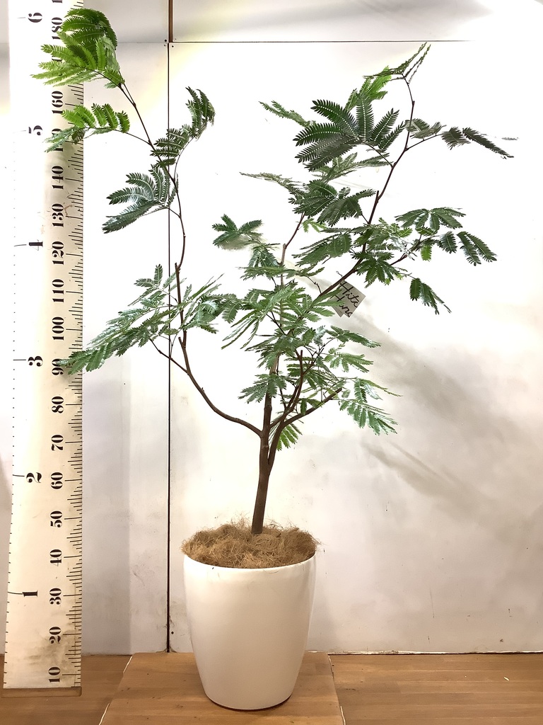 観葉植物 エバーフレッシュ 高さ約2m