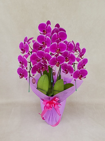 胡蝶蘭中大輪 ピンクハロー 3本立ち | 胡蝶蘭ならHitoHana(ひとはな)