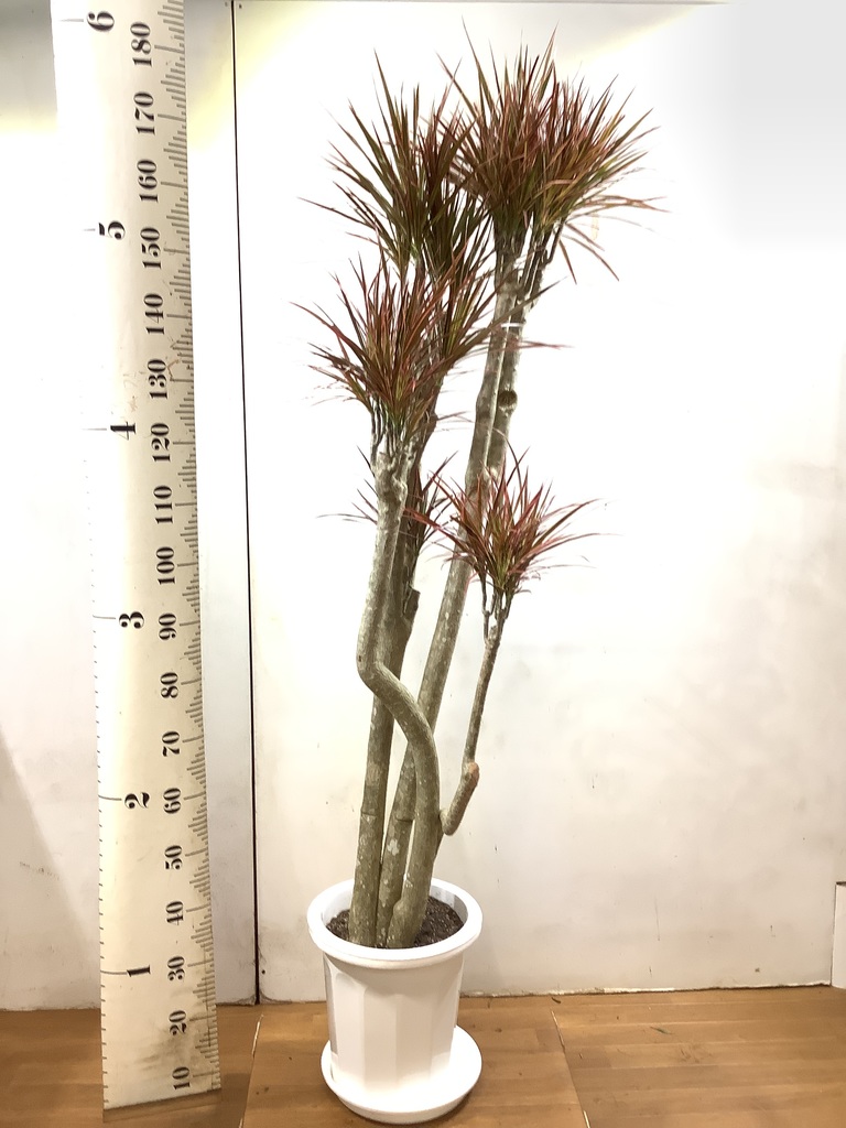 観葉植物 ドラセナ コンシンネ レインボー 10号 ストレート