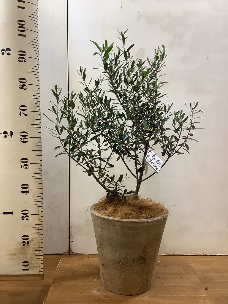 観葉植物 オリーブ 7号 創樹 プラスチック鉢 | 観葉植物ならHitoHana
