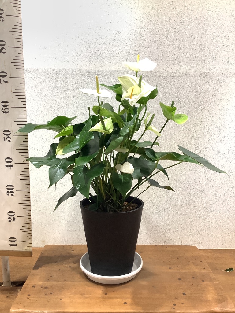 観葉植物 アンスリウム 8号 ホワイト プラスチック鉢 | 観葉植物なら