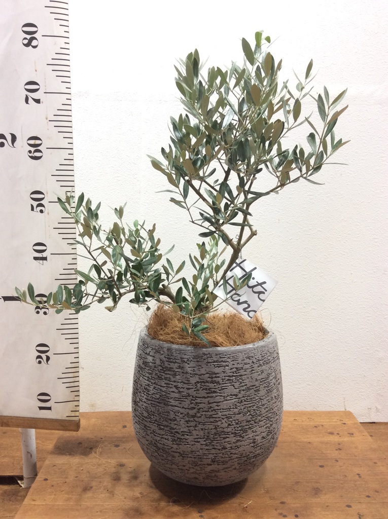 観葉植物 オリーブ 6号 創樹 プラスチック鉢 | 観葉植物ならHitoHana