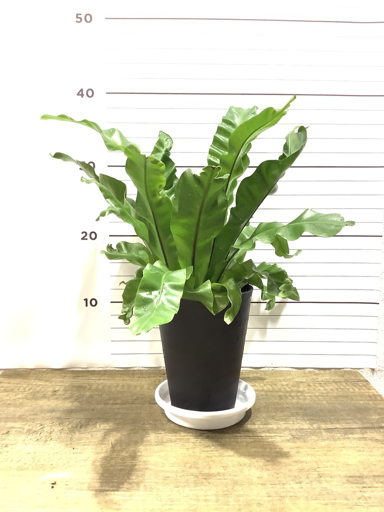 定番人気 観葉植物 アスプレニウム ビクトリア 鉢植え 受皿付 鉢花 Www Pirambudigital Com Br
