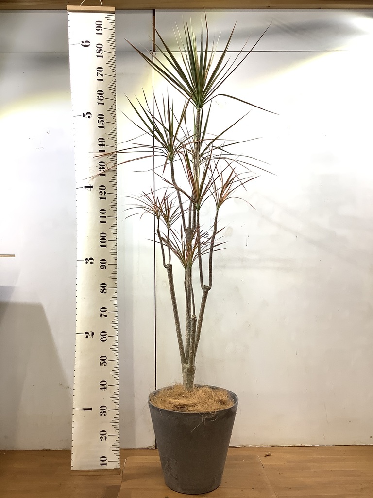ドラセナ　コンシンネ　レインボー　140㌢　室内インテリア 現品］5番 ドラセナ コンシンネ レインボー 観葉植物 室内 5.5号