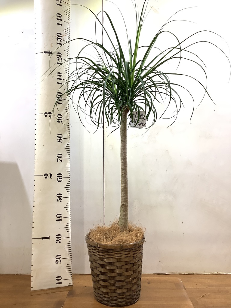 観葉植物 トックリラン ポニーテール 8号 竹バスケット 付き | 観葉