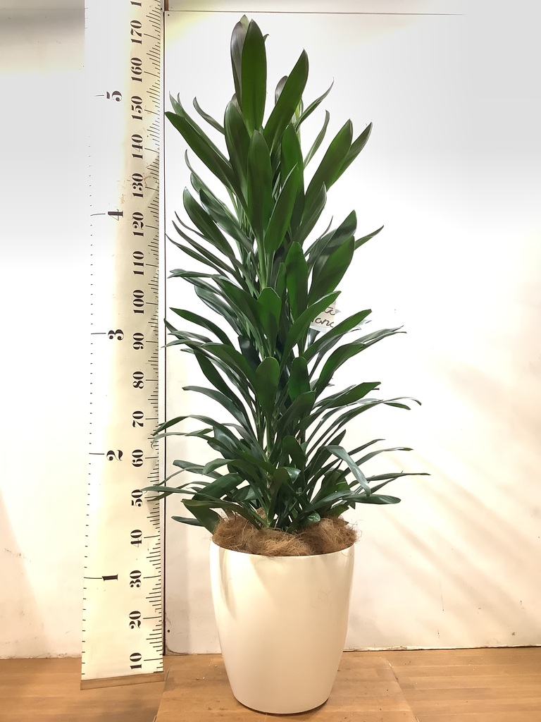 ドラセナ ワーネッキー ♻️リユース観葉植物