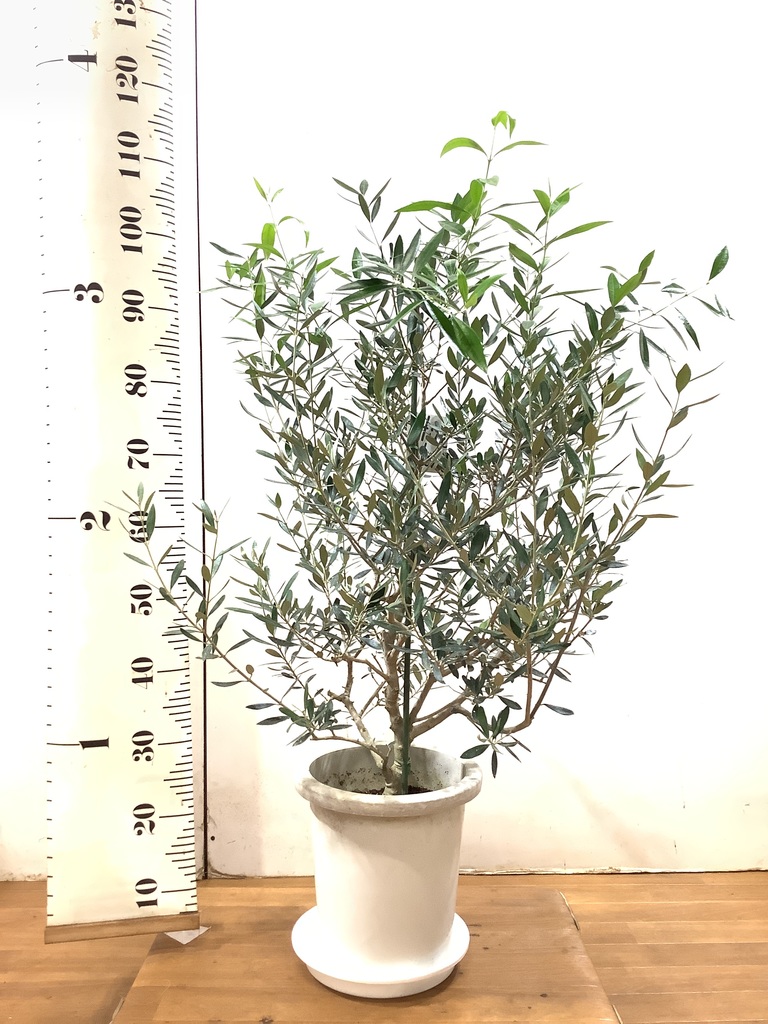 観葉植物 オリーブ 8号 コロネイキ プラスチック鉢 | 観葉植物なら