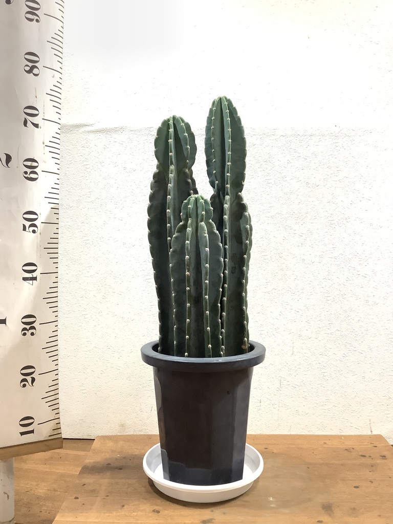 観葉植物 柱サボテン 8号 リブバスケットNatural 付き | 観葉植物なら