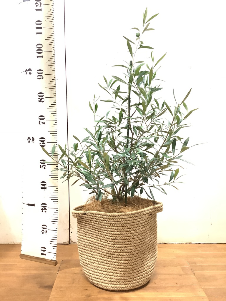 観葉植物 オリーブの木 8号 コラティーナ (コラチナ) リブバスケット
