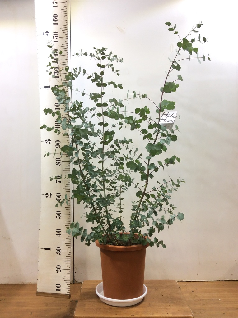 観葉植物 ユーカリ 10号 グニー プラスチック鉢 観葉植物ならhitohana ひとはな