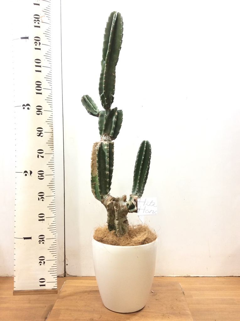観葉植物 【130cm】 柱サボテン 8号 #32289 | 観葉植物なら ...