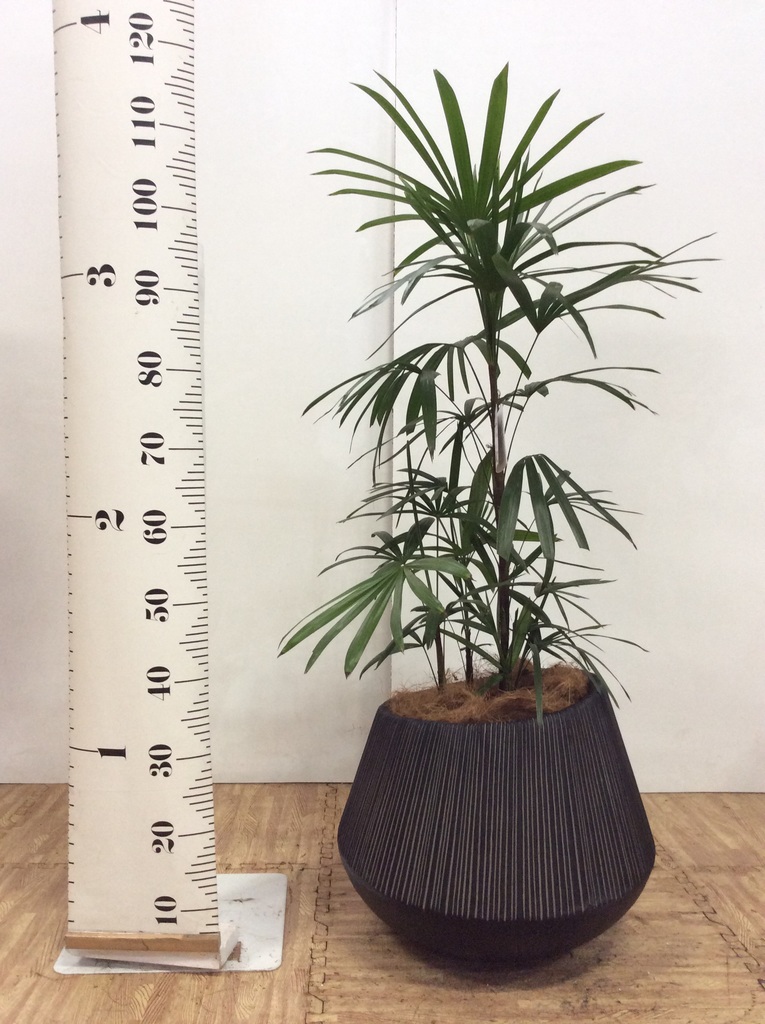 観葉植物 シュロチク（棕櫚竹） 8号 エディラウンド 黒 付き | 観葉