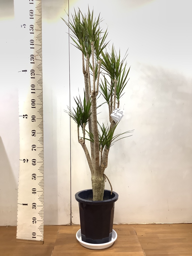 観葉植物 ドラセナ コンシンネ 10号 一本立ち プラスチック鉢 観葉植物 ドラセナ コンシンネ 10号 一本立ち プラスチック鉢