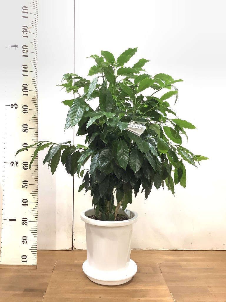 観葉植物 コーヒーの木 10号 プラスチック鉢 | 観葉植物ならHitoHana