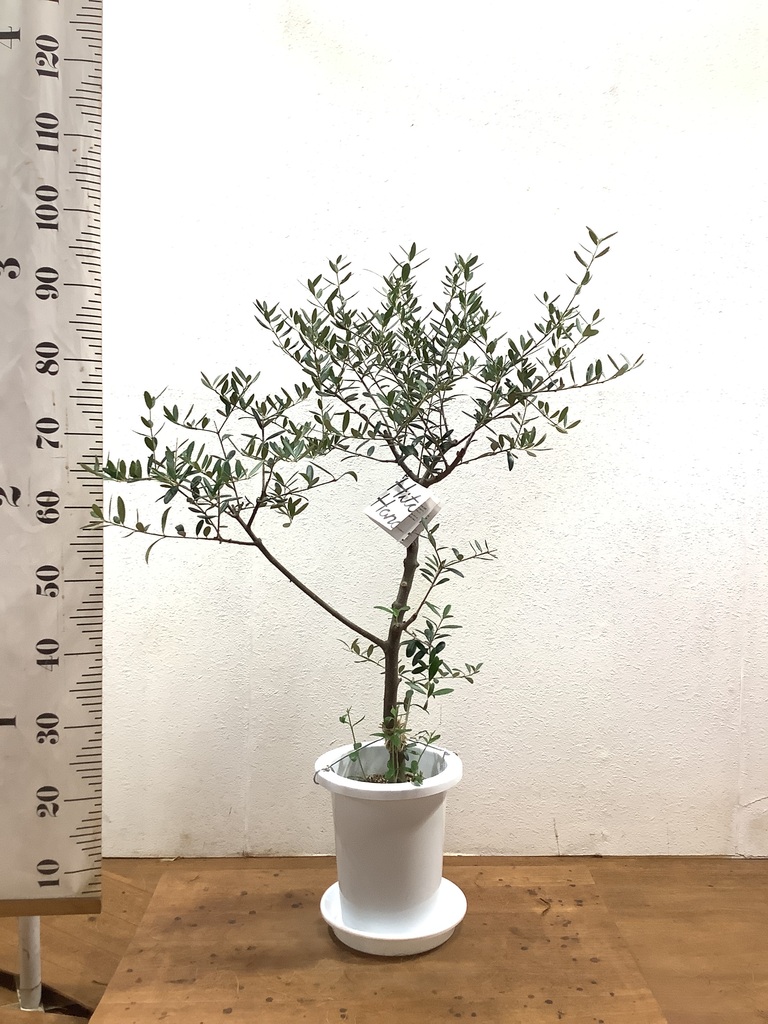 観葉植物 オリーブ 7号 創樹 プラスチック鉢 | 観葉植物ならHitoHana