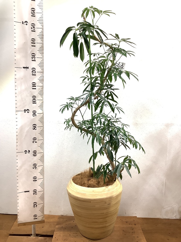 観葉植物 シェフレラ アンガスティフォリア 10号 曲り エコストーンwhite 付き 観葉植物ならhitohana ひとはな