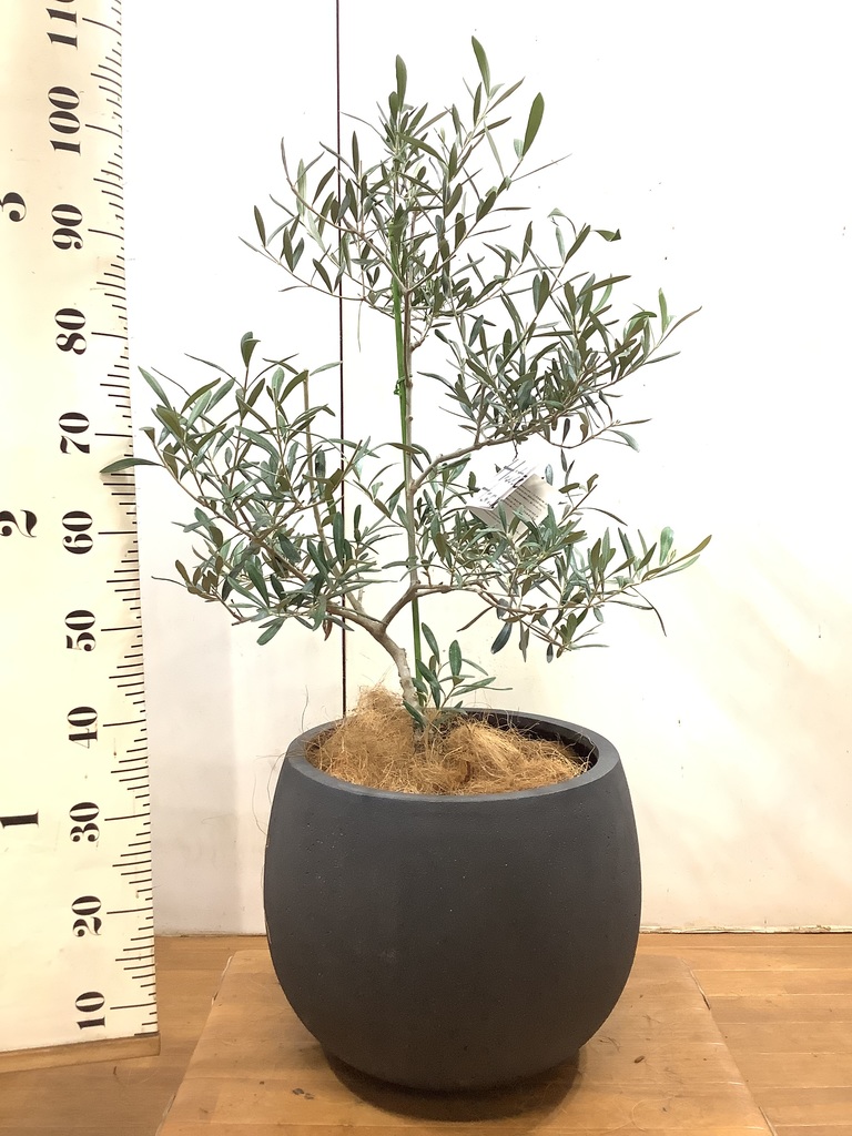 観葉植物 オリーブの木 8号 コラティーナ (コラチナ) セドナロング