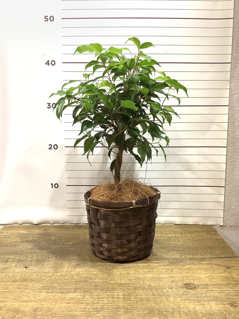 観葉植物 フィカス ベンジャミン 4号 玉造り エッジ ボール ブラック