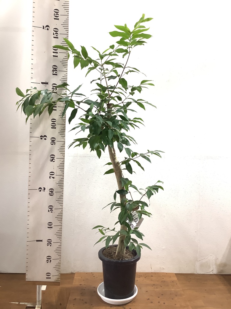 観葉植物 アマゾンオリーブ (ムラサキフトモモ) 8号