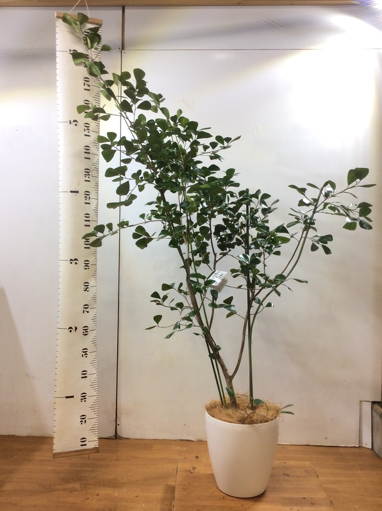 珍しいレアな観葉植物 1点もの通販 送料無料でお届け Hitohana ひとはな