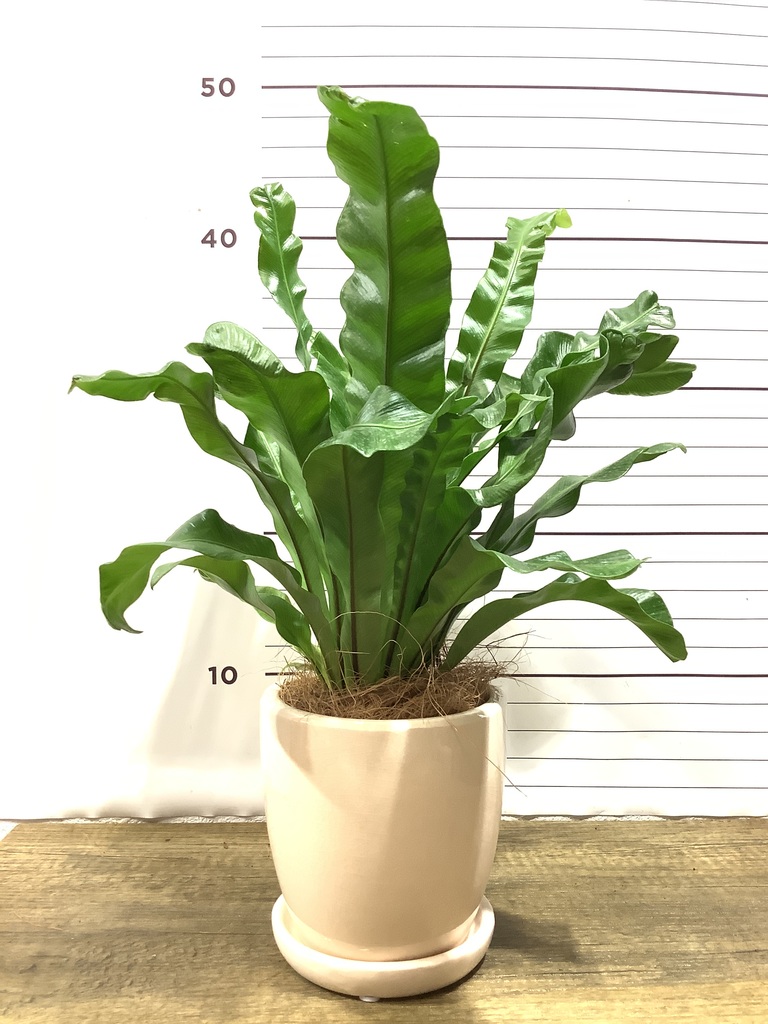 アスプレニウム 観葉植物通販hitohana ひとはな