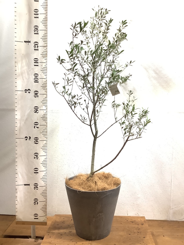 観葉植物 オリーブの木 8号 マンザニロ アビスネブラ ラウンド 付き