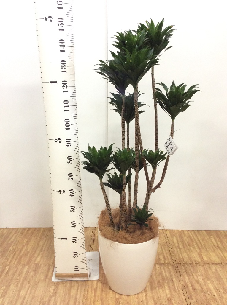 観葉植物 ドラセナ コンパクター 10号 プラスチック鉢 | 観葉植物なら