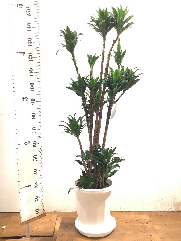 観葉植物 ドラセナ コンパクター 10号 プラスチック鉢 | 観葉植物なら