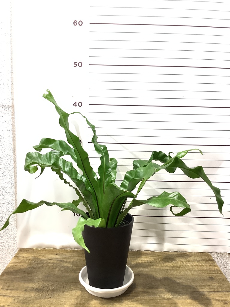 アスプレニウム 観葉植物通販hitohana ひとはな