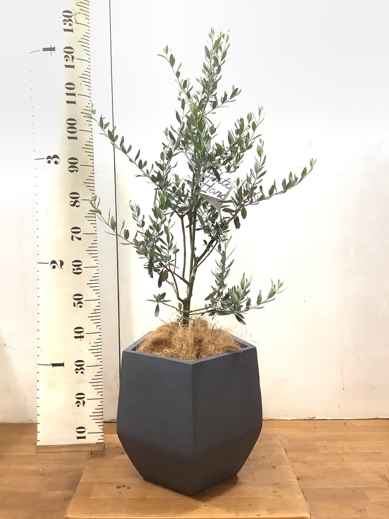 オリーブ ギフト観葉植物 オリーブの木 祝い 鉢植え ギフト インテリア シンボルツリー スペイン産 引越祝い 大きいサイズ 誕生日 開店 引越 新築祝い